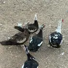 للبيع بط شهرمان