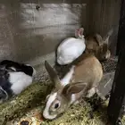 ارانب كبار للبيع