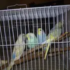 ببغاء زوجين