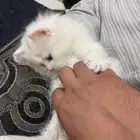 قطط شيرازي صغيره للبيع