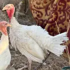 رومي روسي - الباحة