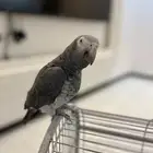 بغبغاء غيني