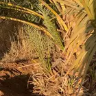 فسايل نخيل   حلوة الجوف. وسكري