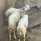 3 كباشه ممتازه