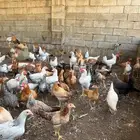 للبيع دجاج