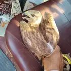 طير للبيع صبيا