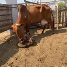 بقره فاخر بلدي والد اليوم