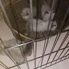 قطط هملايا للبيع