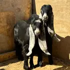 تيس وجفره معرفات عوارض شق توم 3