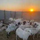 للبيع غنم رفيد