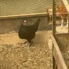 دجاجة نادر للبيع