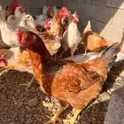 ديوك لوهمان للبيع