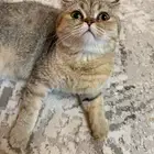 تبني بسه جميله جدا  عمرها 8 شهور لعوبه كتكوته ب60 وجديد