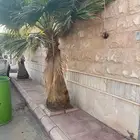 ثلاث نخل واشنطن للبيع