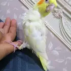 للبيع فروخ كروان لاتينو البينو عيون حمر