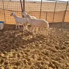 رخال وخروف حريات