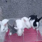 ارانب صغيرة