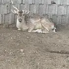 تيس فولدير هولندي