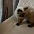 قطه في تبوك