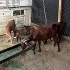 للبيع معزا محايليه