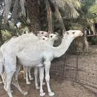 بكره وضحى باتلية