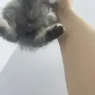 امهم شيرازي وابوهم سكوتش ب 500 ريال الحبه اناث وذكور