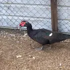 5 ذكور بط مسكوفي ماشاء الله