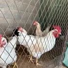 ديكه لوهمان اعمار 6 شهور للبيع