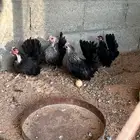 دجاج جبنيز للبيع