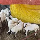 خرفان تربية