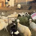 خرفان تربية بلدي