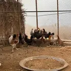 دجاج بلدي وفيومي