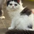 سيهات للتبني