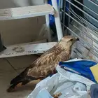 طير عقاب للبيع مستعجل