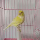 إناث كنارى جاهزة ومنتجة تلف العش