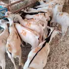 تيوس بالجملة للتربيه بسوم طيب لحلال أطيب