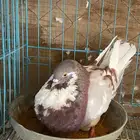 نفاخ بومرينيان ونرويجي وقلم