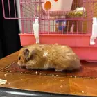 هامستر للبيع