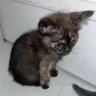 قطط للتبني هملايا وبلدي وهجين هملايا وسكوتش