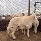 طليان حري جدعان 4