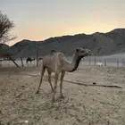 ناقة ذلول للبيع