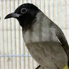 ذكر بلبل سوري