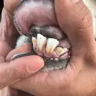 رخال نجد صغار سن مواليد ودفيع شرط