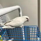 انثى روز اليفه