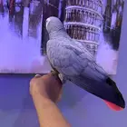 كاسكو هولندي كابتن كلام