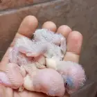 فروخ روز البينو وبلد اوبلاين