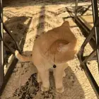 قط سكوتش ستريت فولد للبيع