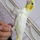 للبيع كروان لاتينو عيون حمر