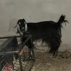 ماعز عراضيه