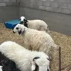 للبيع جمله خرفان سمان وطيبات والعدد ثلاثه